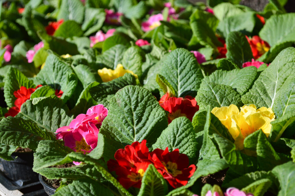 Fiori Agrisem Ladispoli Cerveteri negozio di piante fiori semi agricoltura