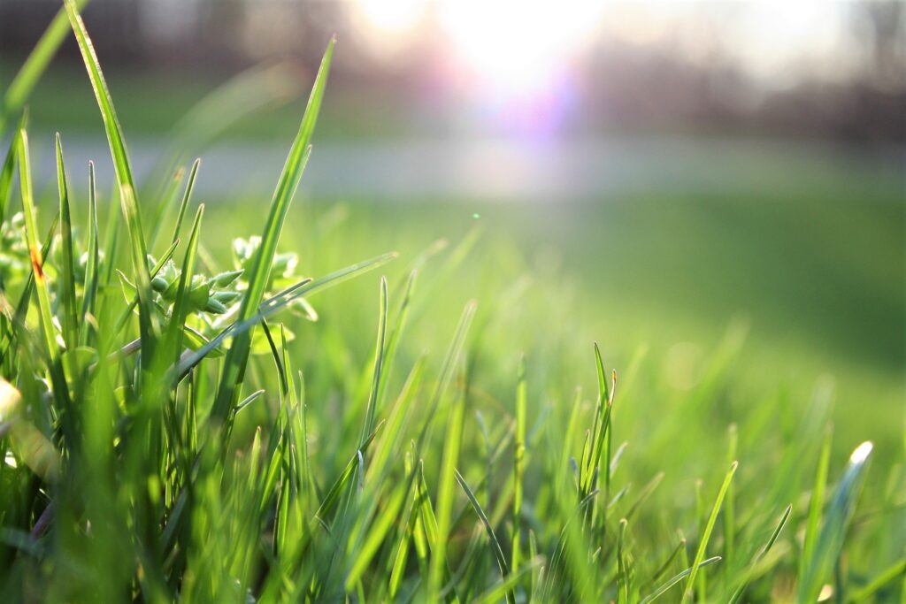 Prato Agrisem Ladispoli Cerveteri negozio di piante fiori semi agricoltura