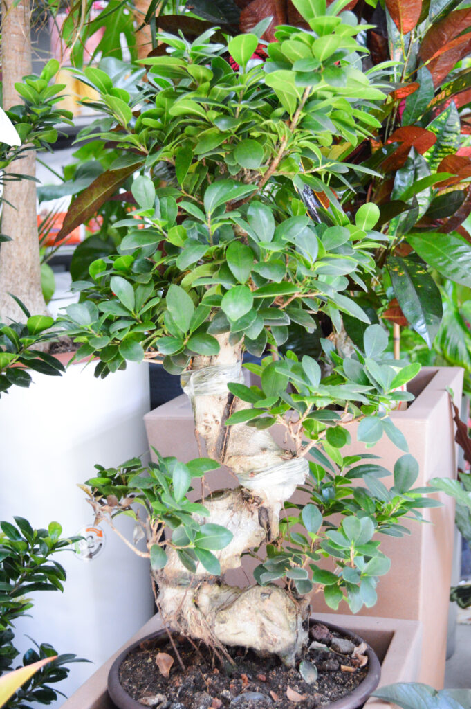 bonsai agrisem coltiviamo ladispoli cerveteri negozio di piante fiori semi agricoltura