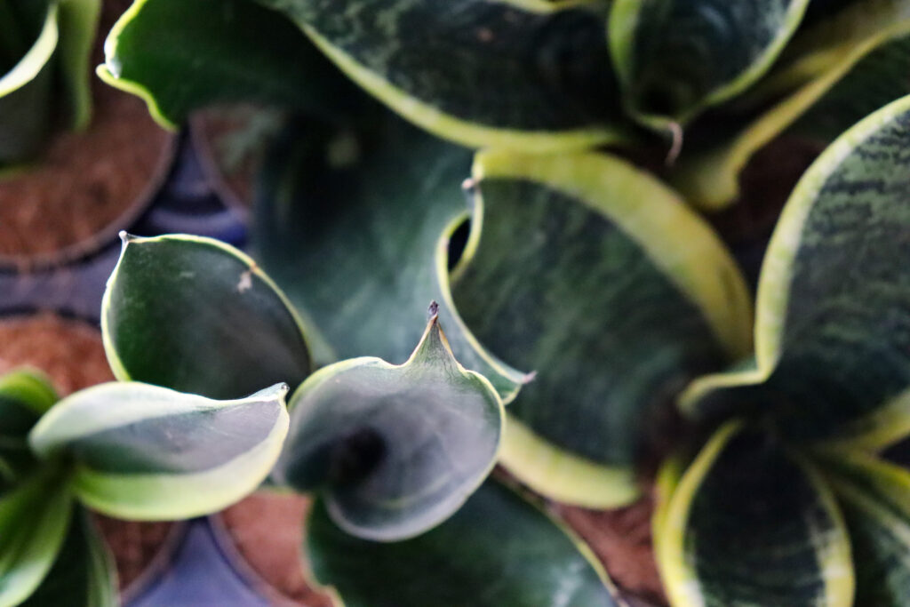 sansevieria-agrisem-ladispoli-