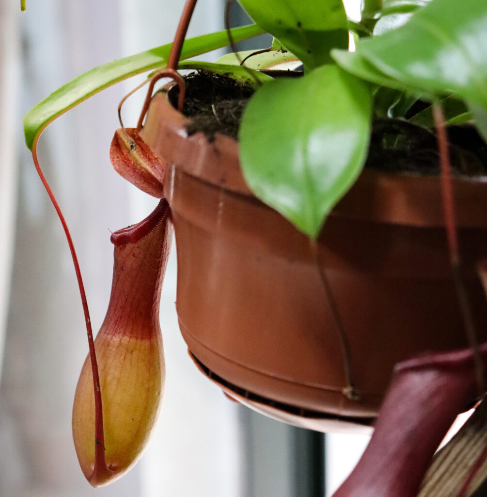 piante-carnivore nepenthes-agrisem-ladispoli