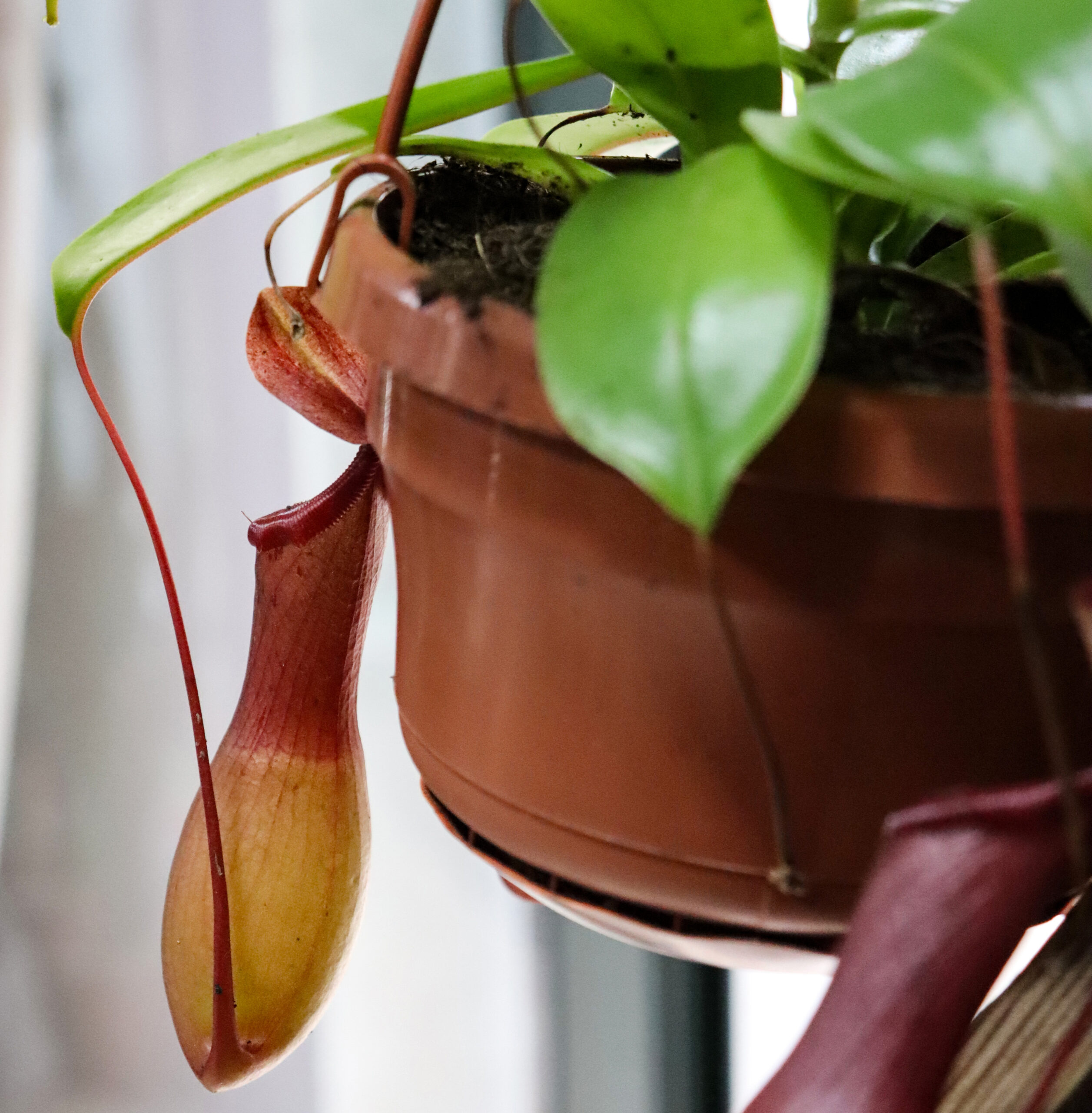 Agrisem Ladispoli: Coltiviamo le Piante Carnivore Nepenthes