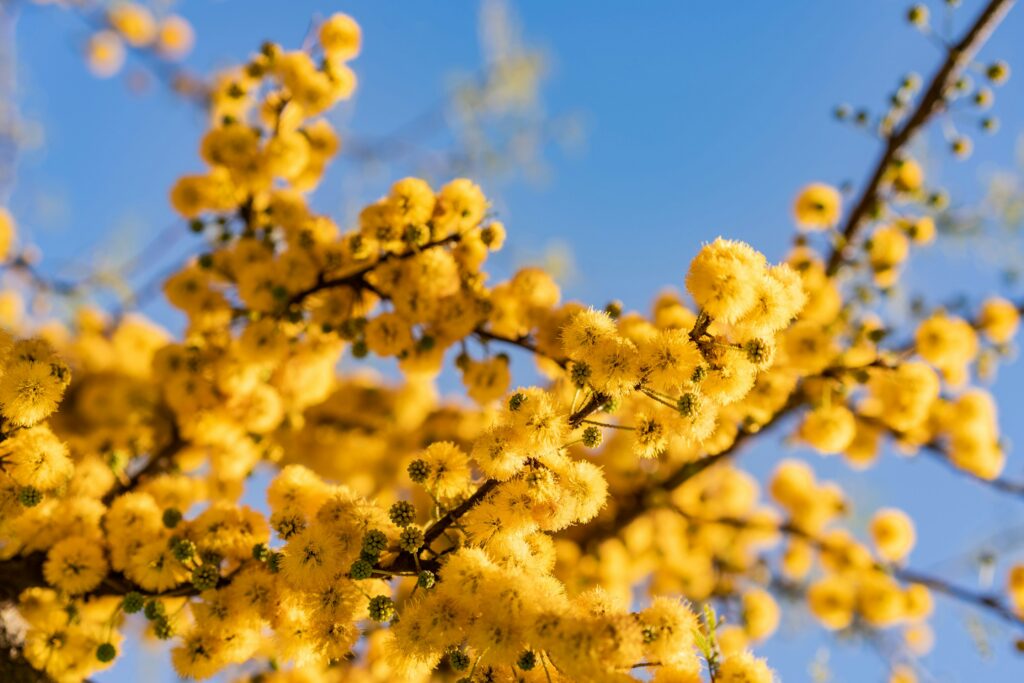 mimosa-agrisem-ladispoli