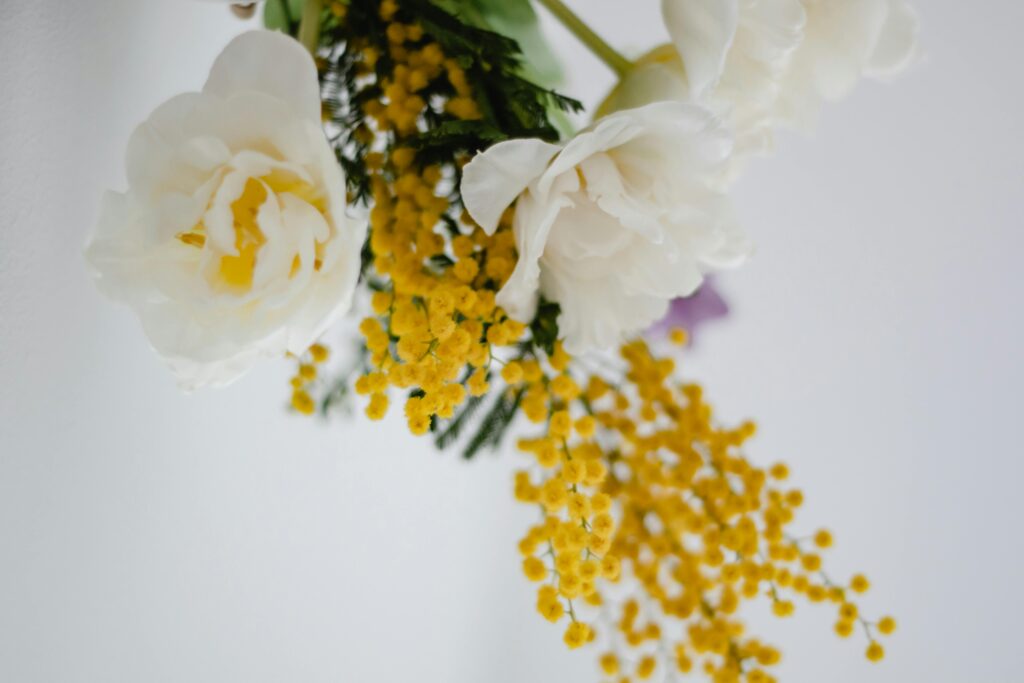 mimosa1-agrisem-ladispoli