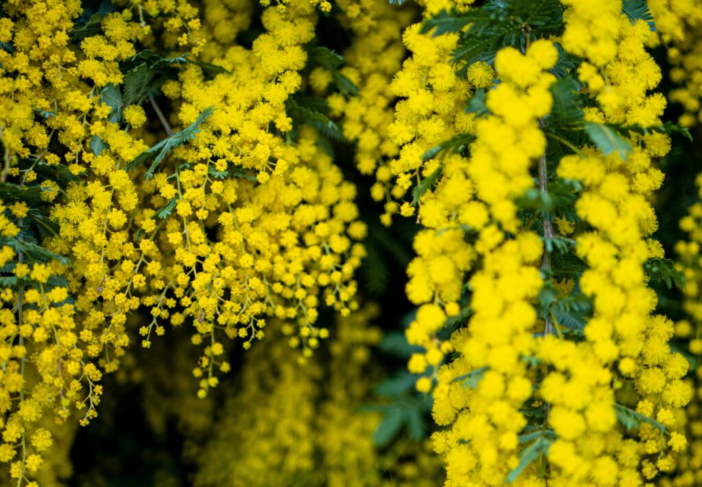 mimosa2-agrisem-ladispoli